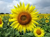 flower-sunflower-karnataka-india-64221
