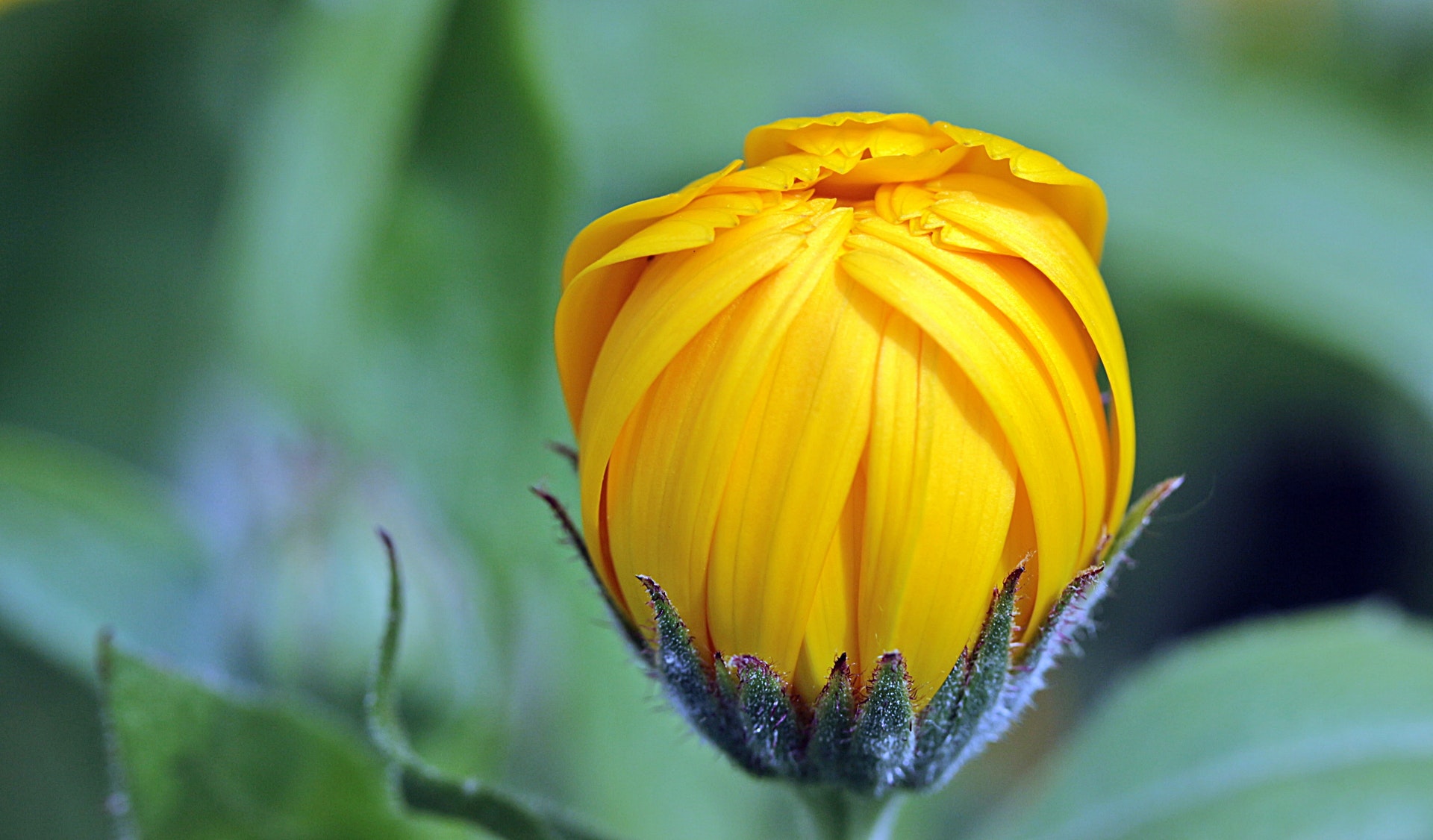 marigold-calendula-bud-open-122441.jpeg