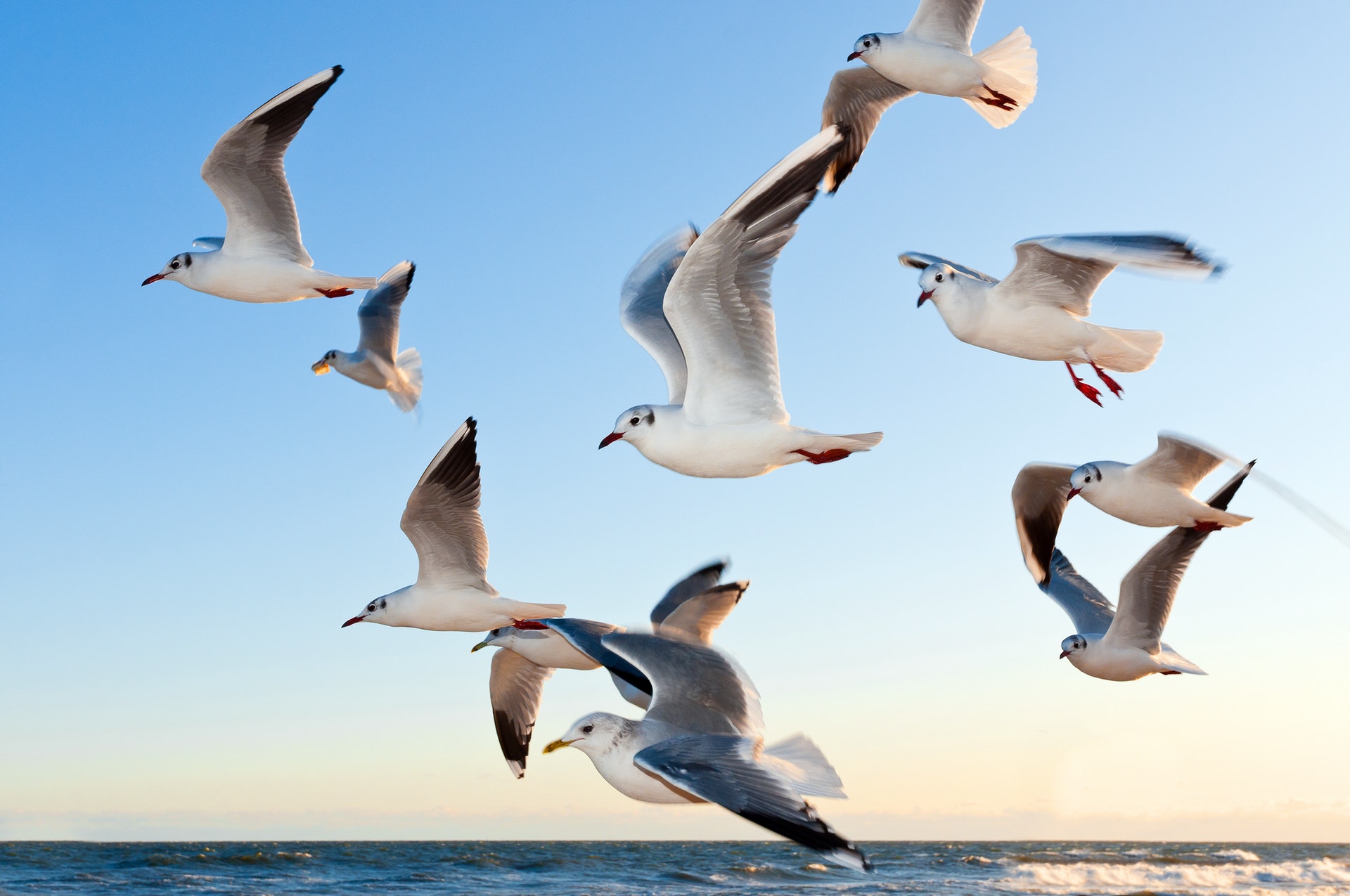 gulls-bird-fly-coast-54462.jpeg