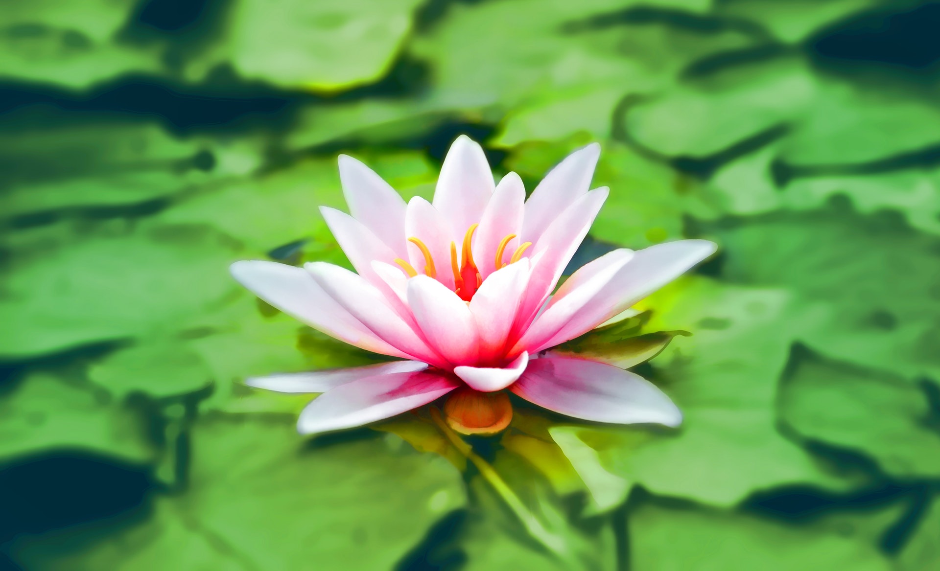 waterlily-pink-water-lily-water-plant-158465.jpeg
