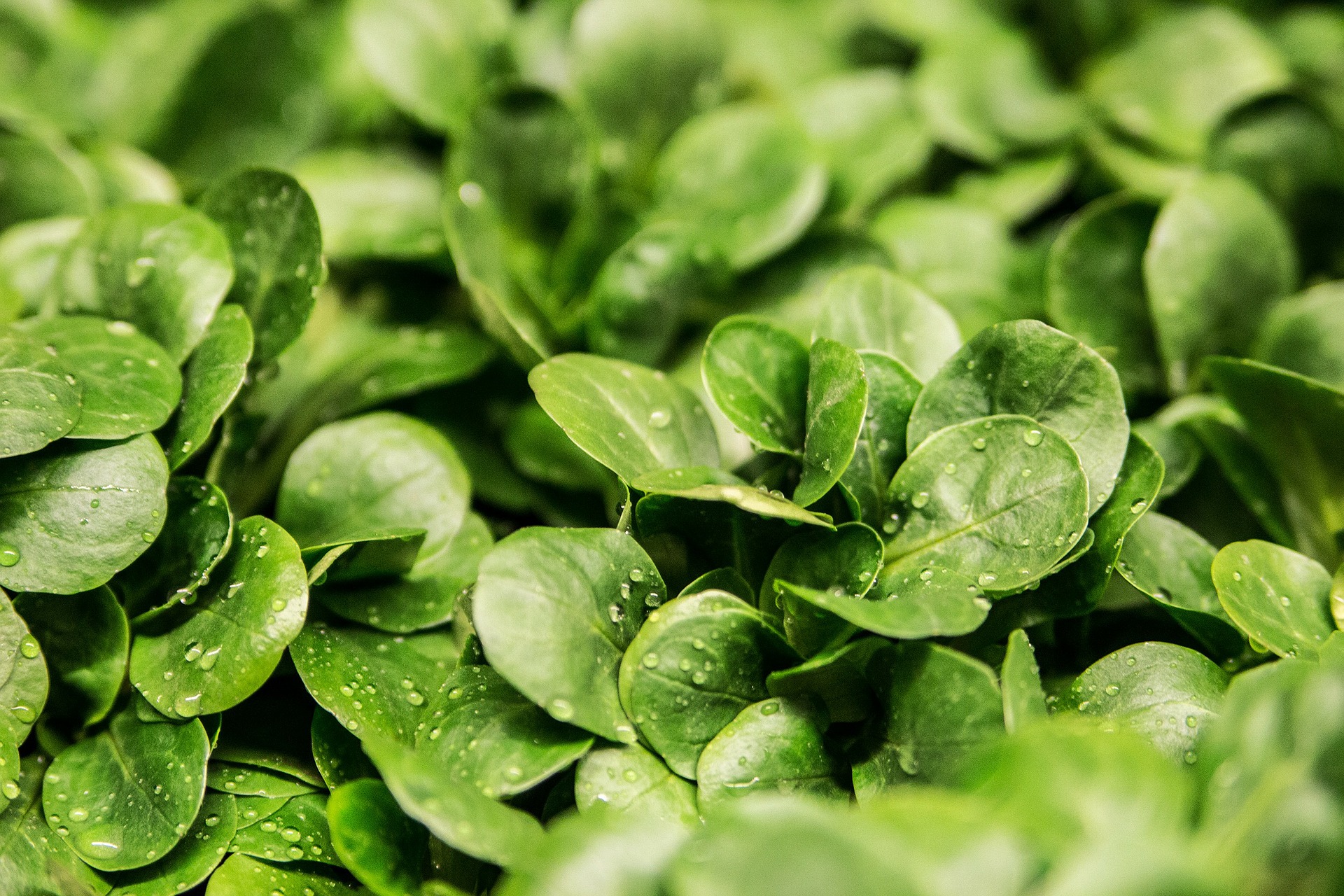 salad-264826_1920.jpg