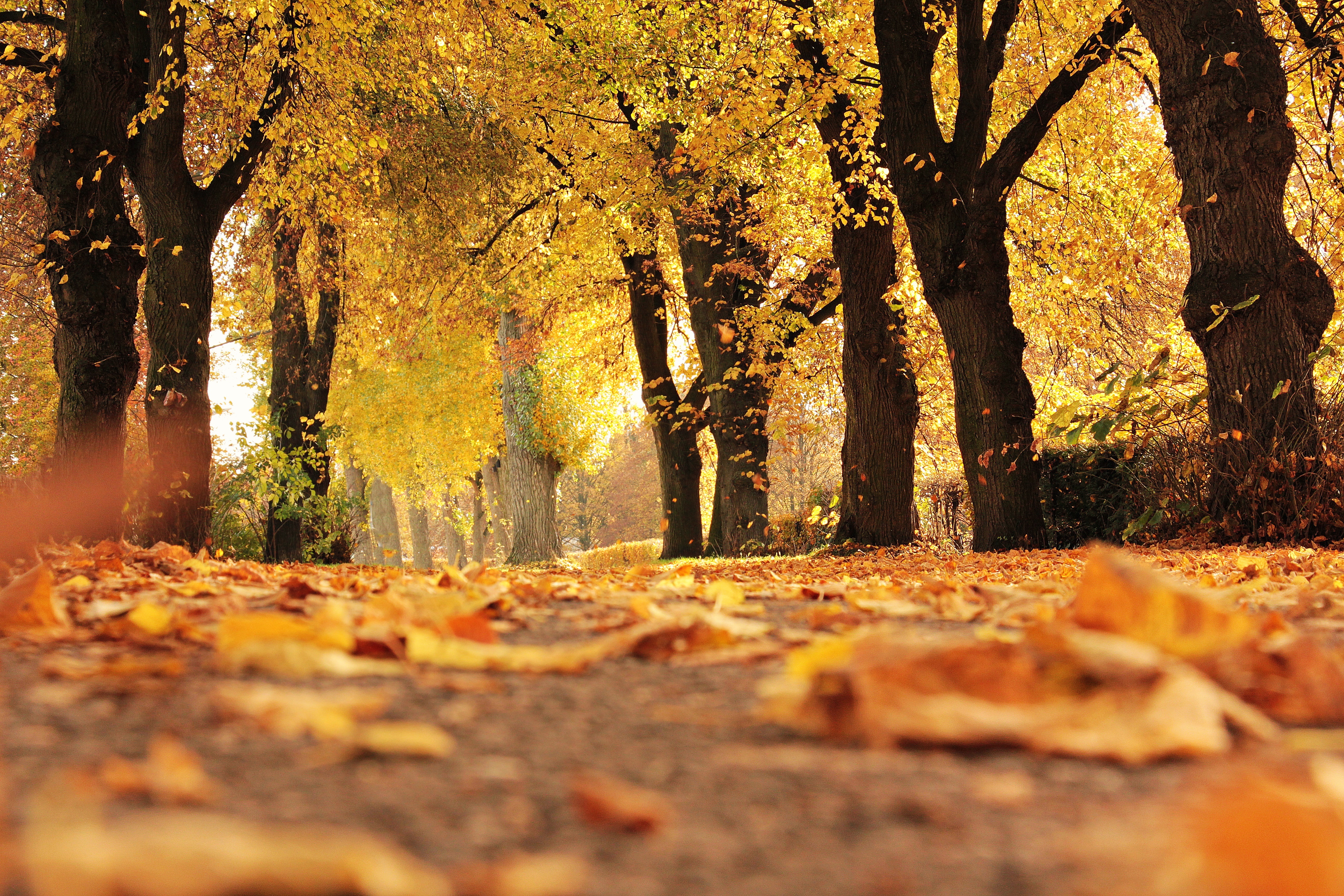 alley-autumn-autumn-colours-235721-via-sitapix-com.jpeg