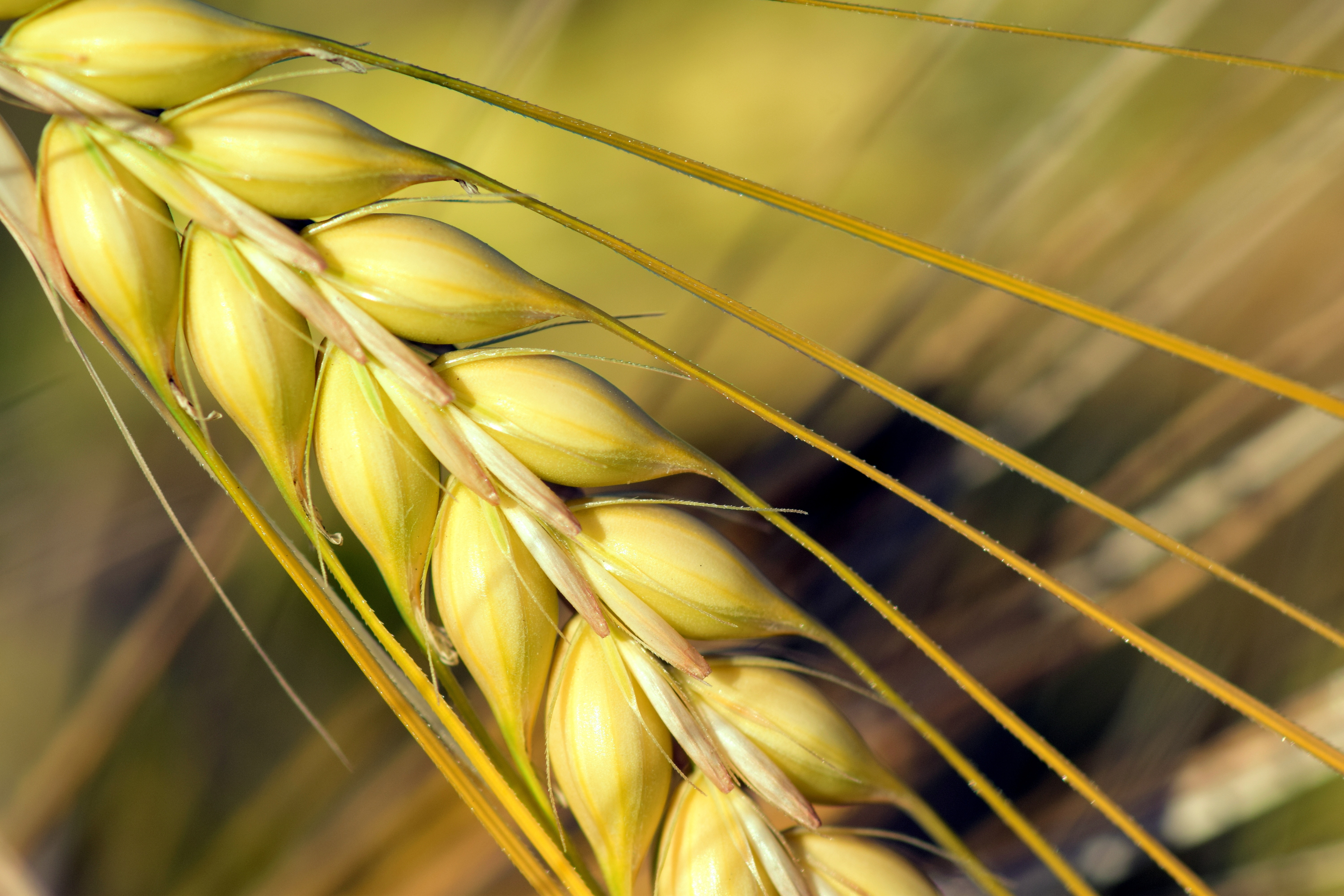 agriculture-barley-barley-field-close-up-533346.jpg