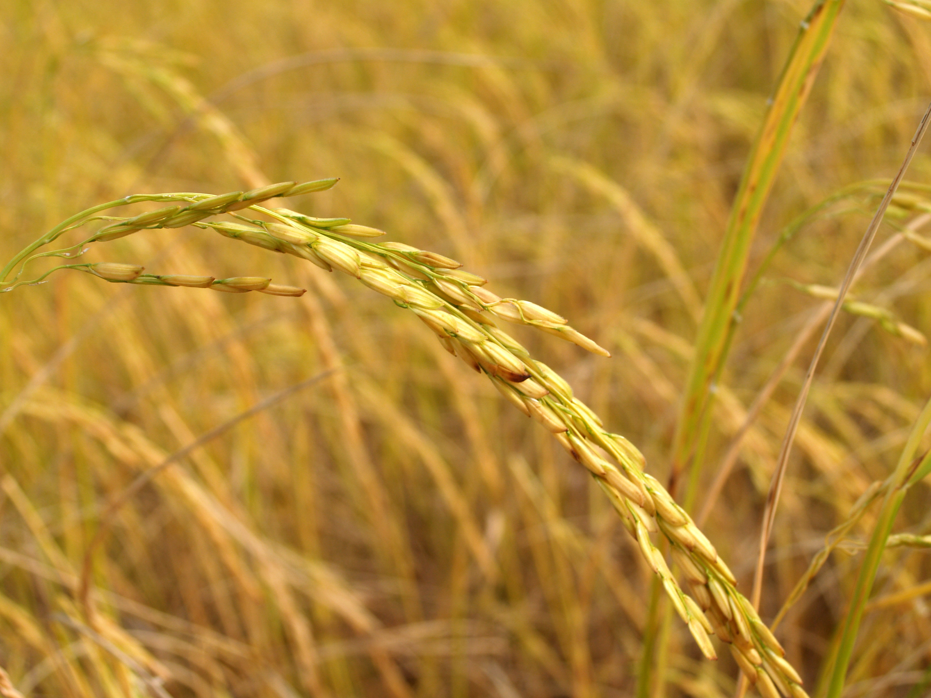 agriculture-asia-autumn-cereal-236474.jpg