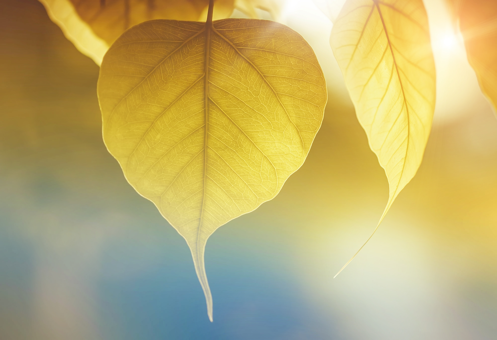 yellow-leaf-676578.jpg