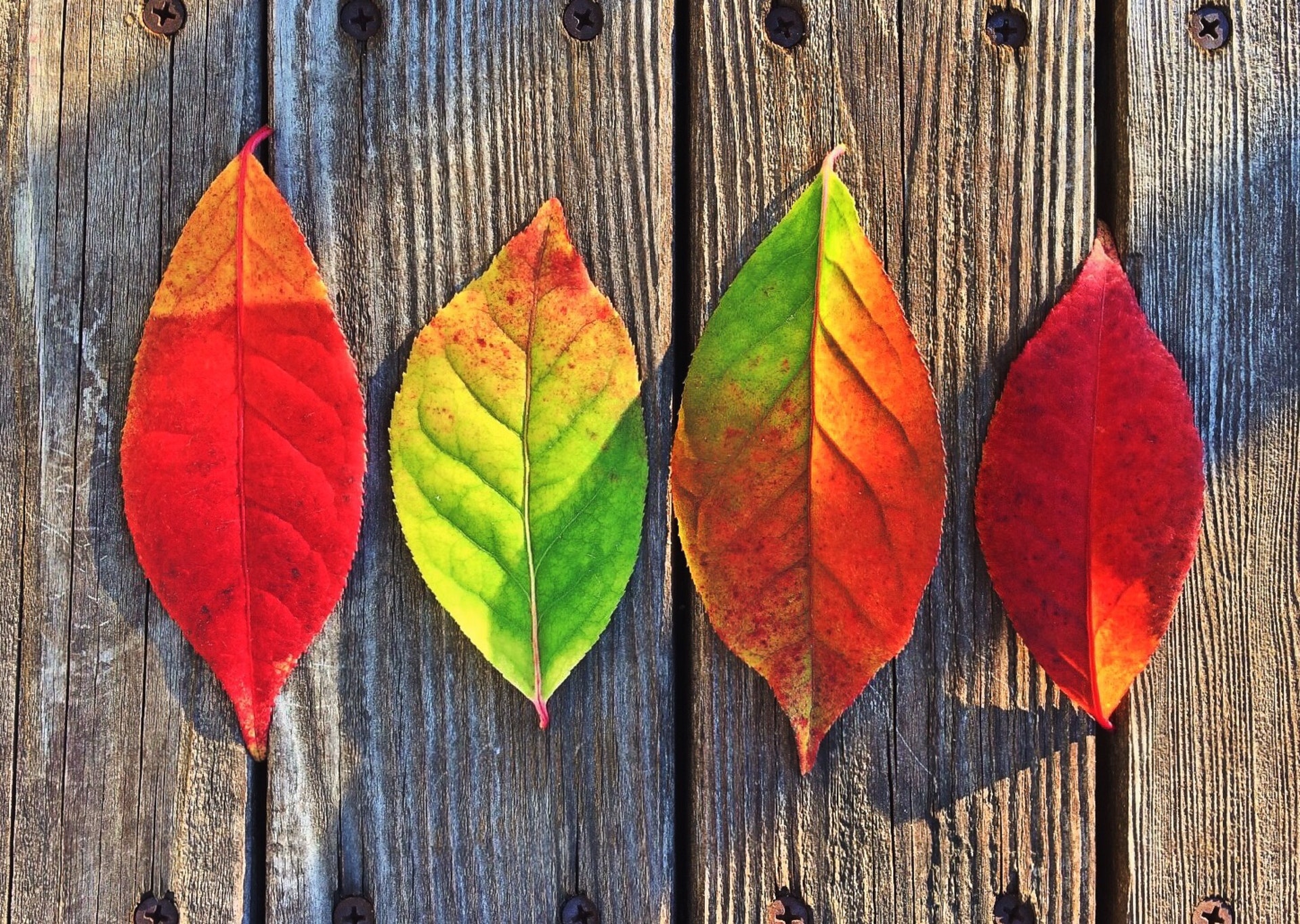 leaves-fall-colors-rainbow.jpg