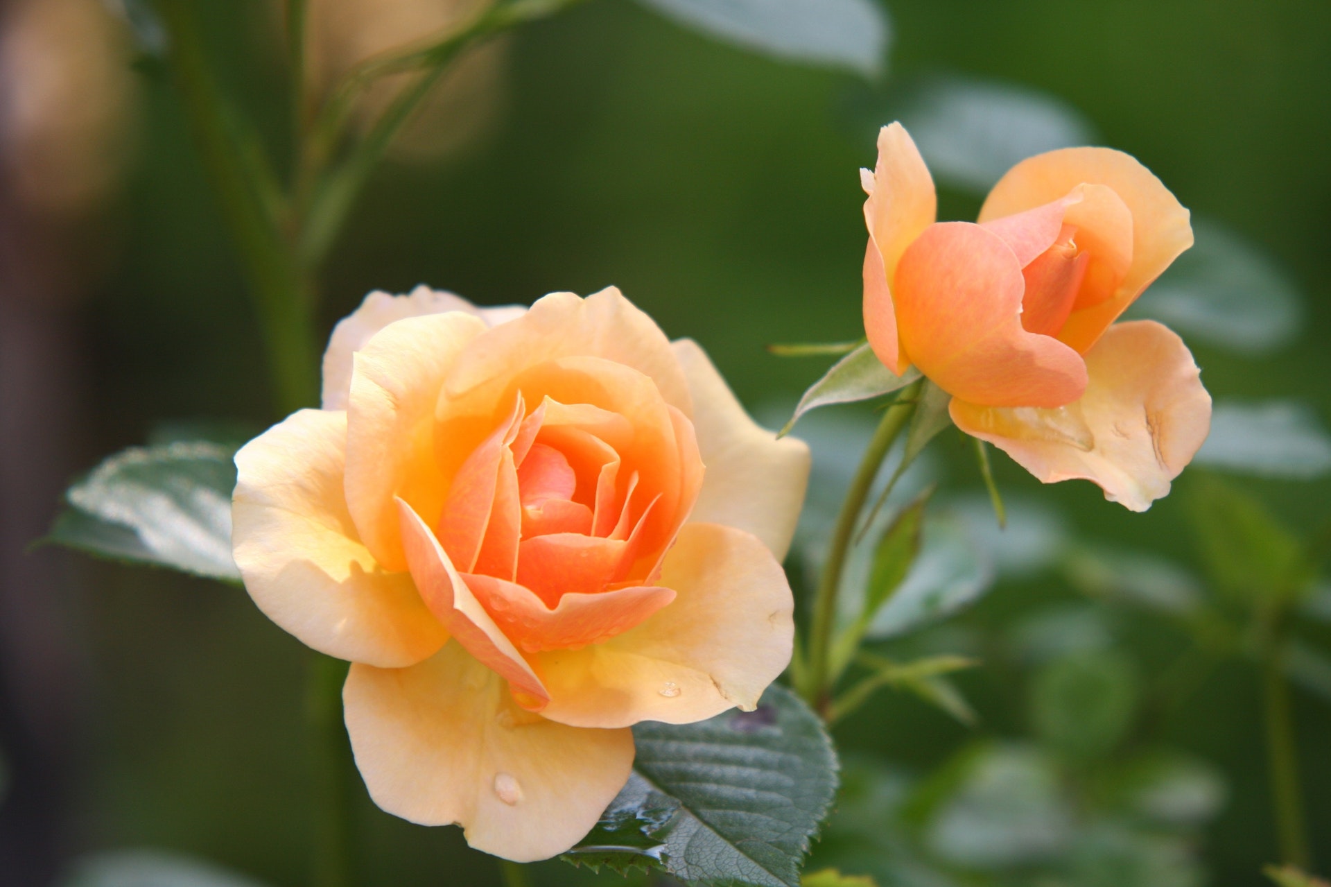 rose-flower-blossom-bloom-39517.jpeg