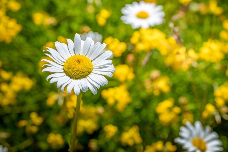 flower-3260214_1920.jpg