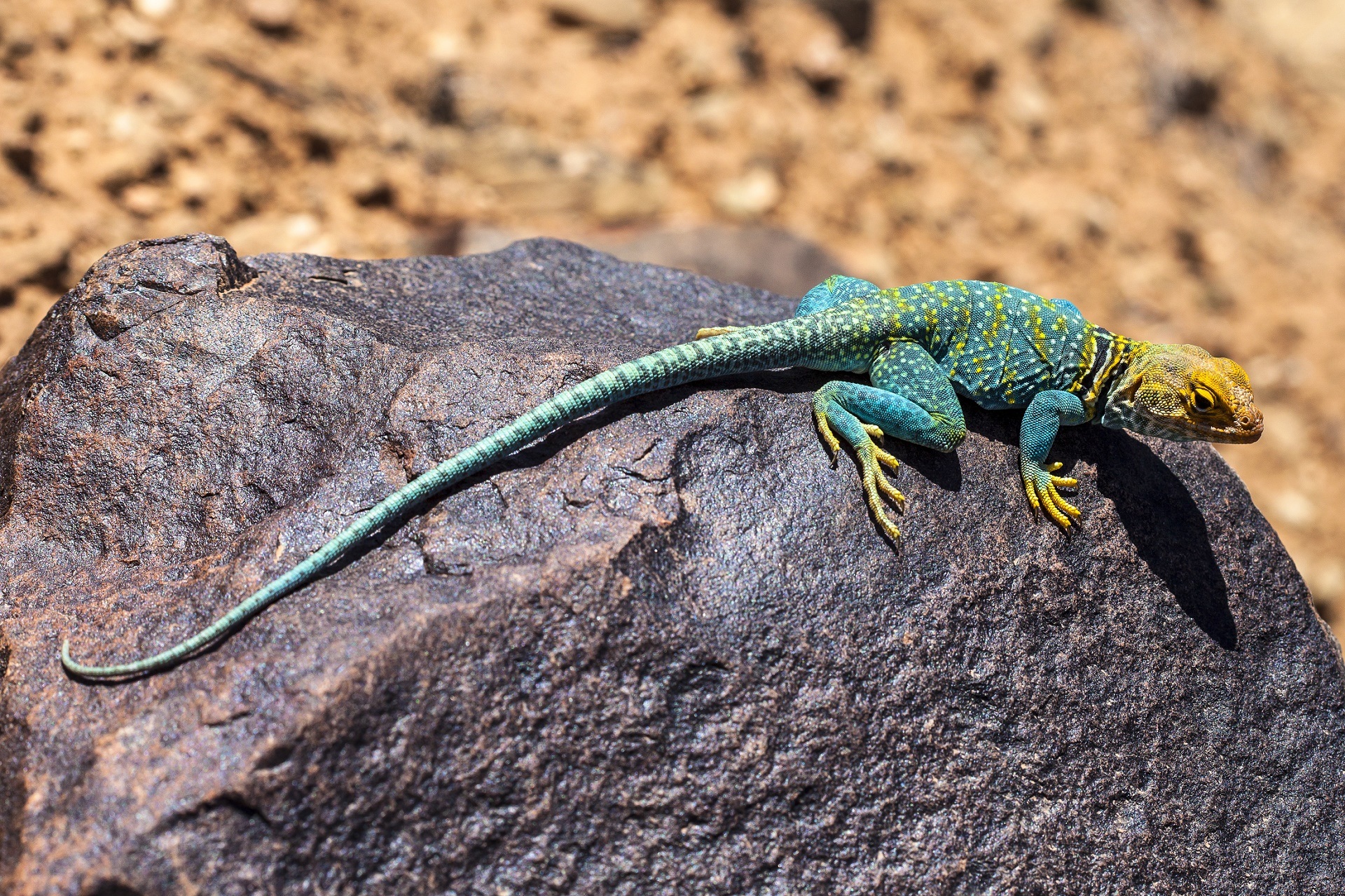 collared-lizard-2275804.jpg