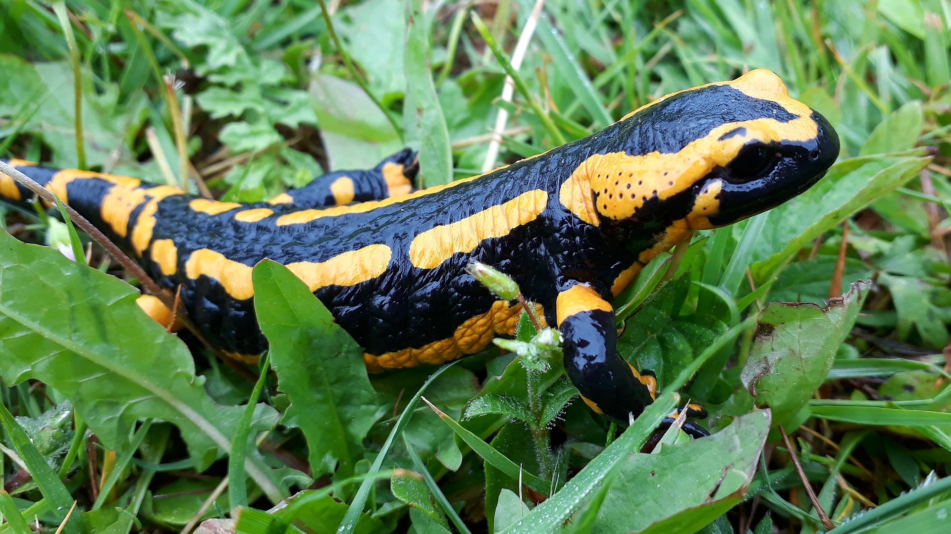 fire-salamander-3409009_1920.jpg