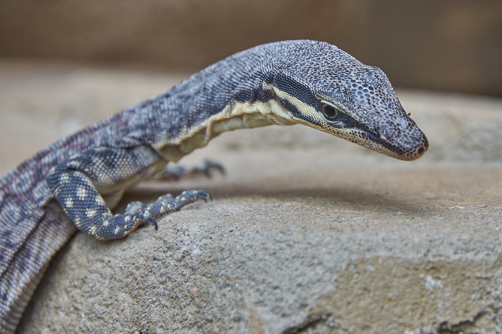 lizard-3422605_1920.jpg