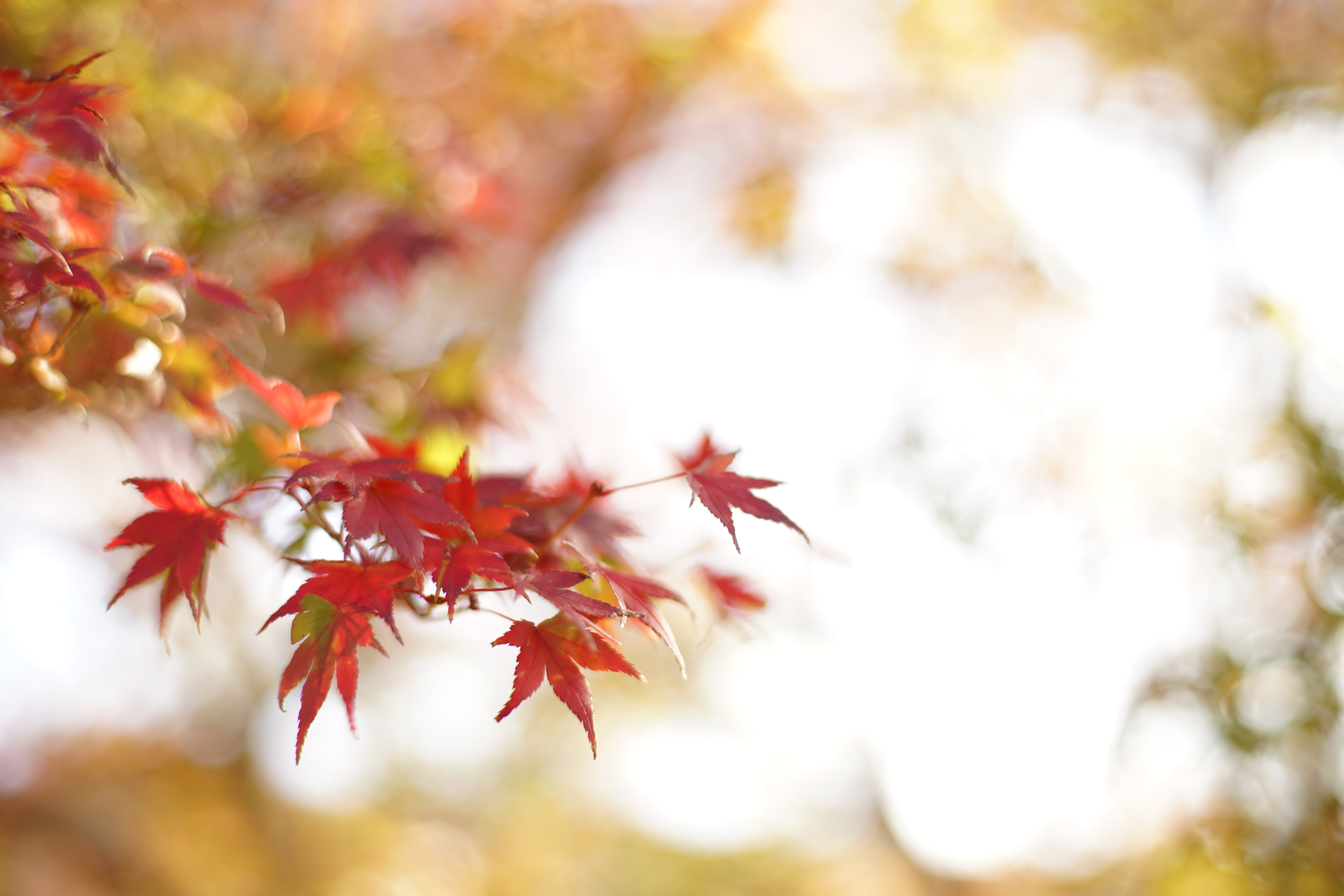 aki-nakazawa-ufDCtIXQMus-unsplash.jpg