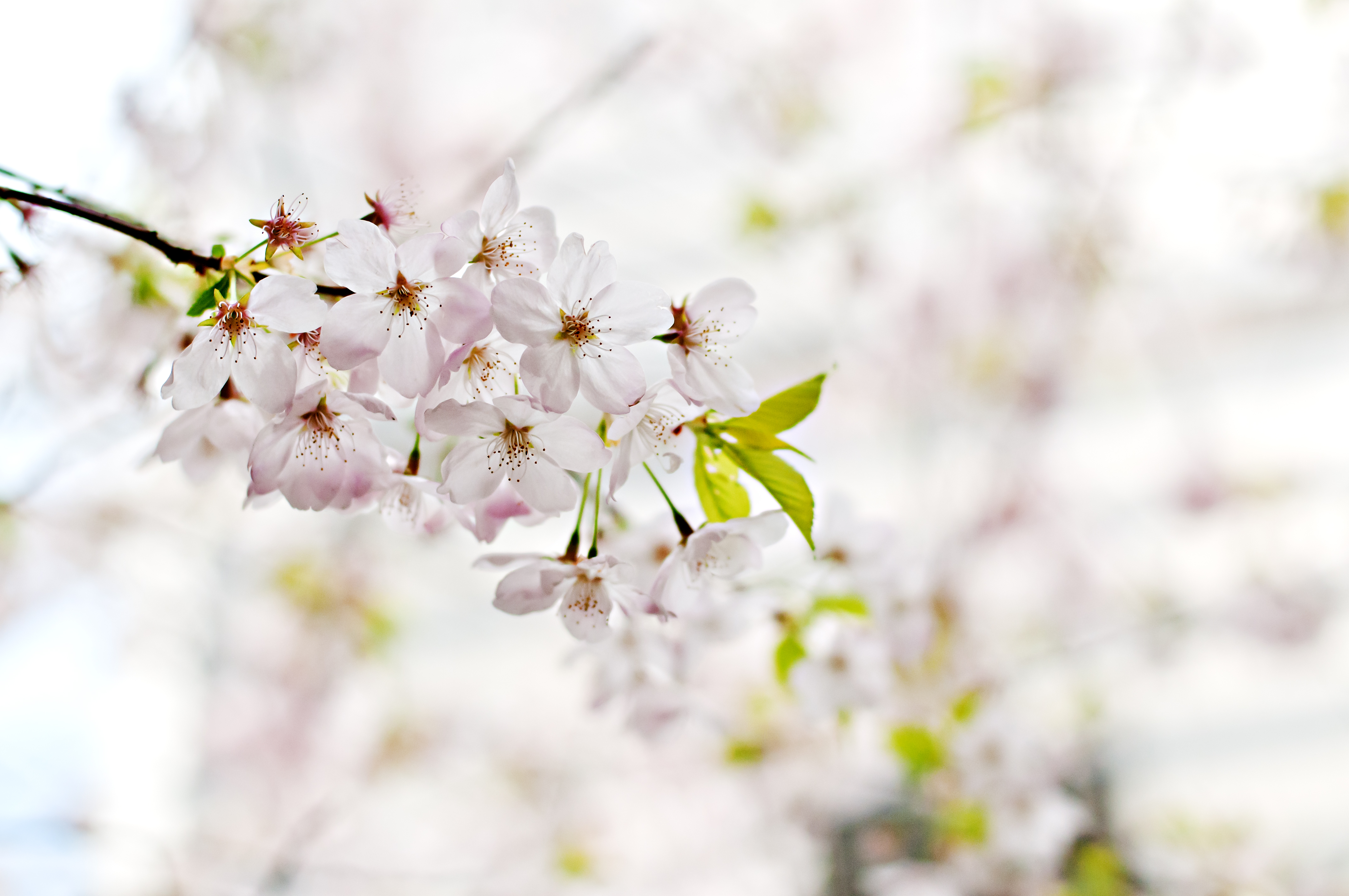 selective-photography-of-white-5-petaled-flower-52674.jpg