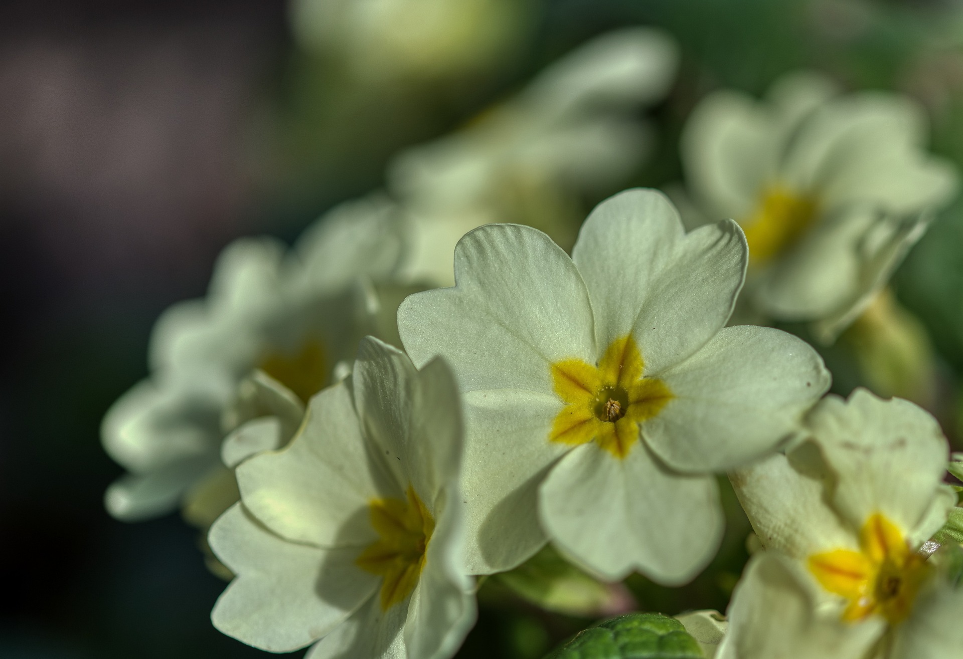 spring-4872823_1920.jpg