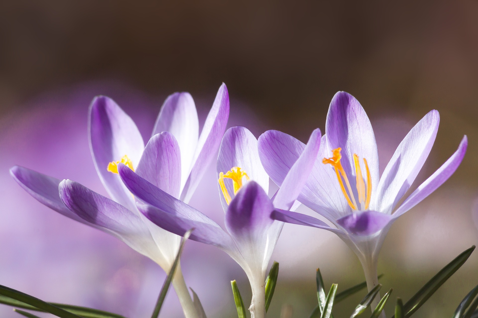 spring-664395_1920.jpg