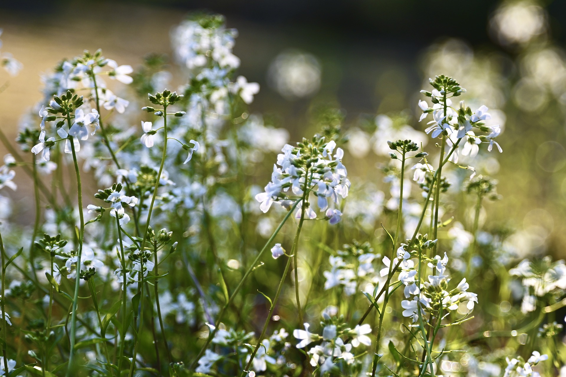 scattered-flowers-4945414_1920.jpg
