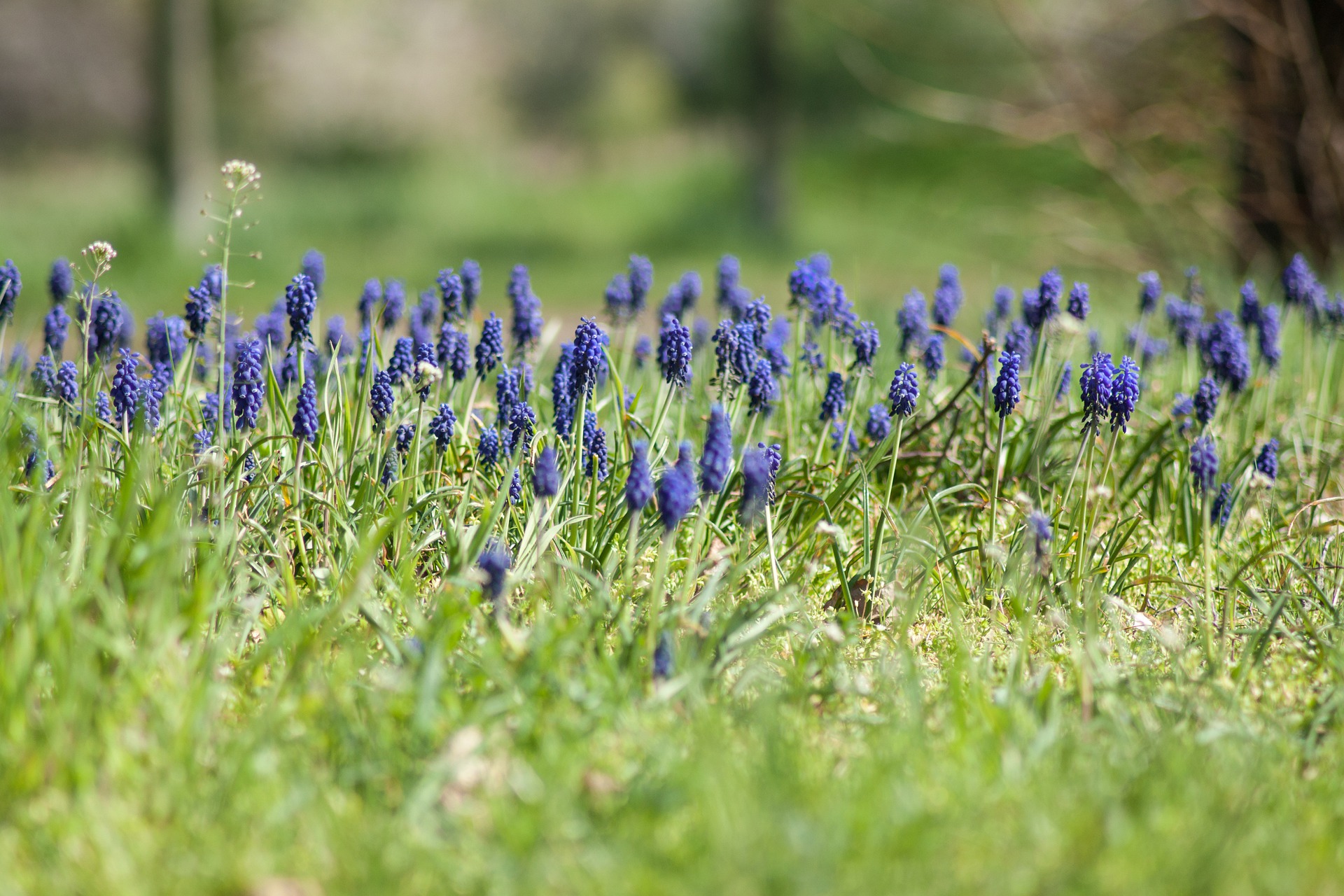 hyacinth-5058043_1920.jpg