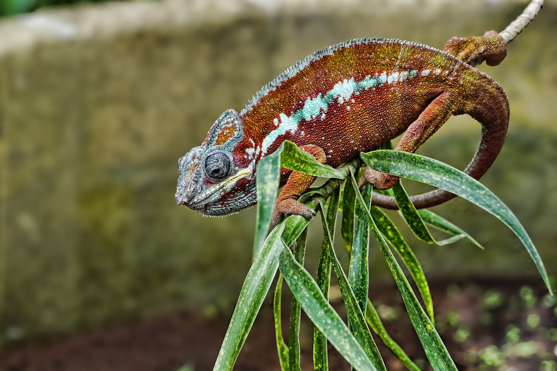 nature-3373393_1920.jpg