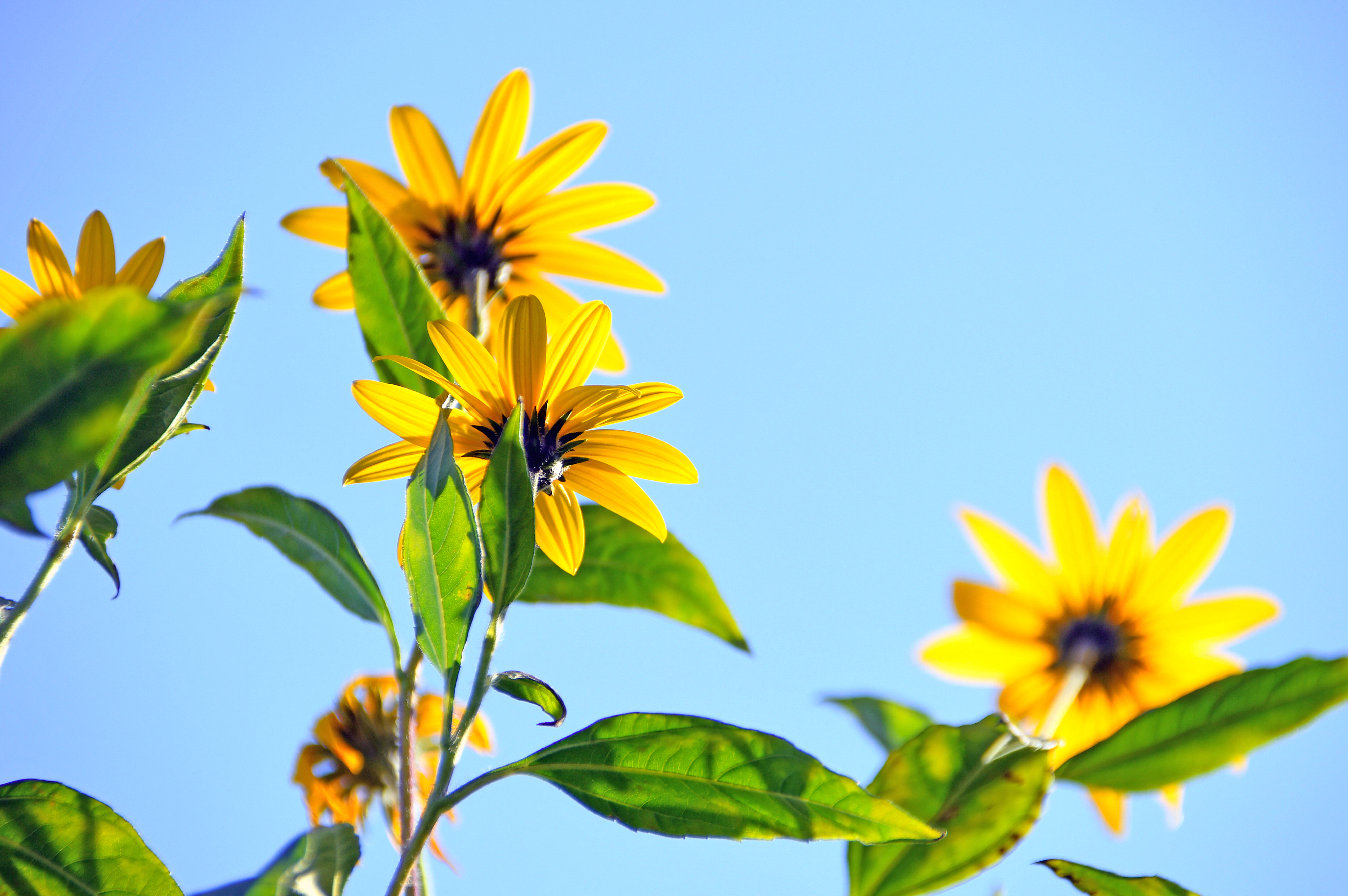 yellow-petaled-flowers-1550990.jpg