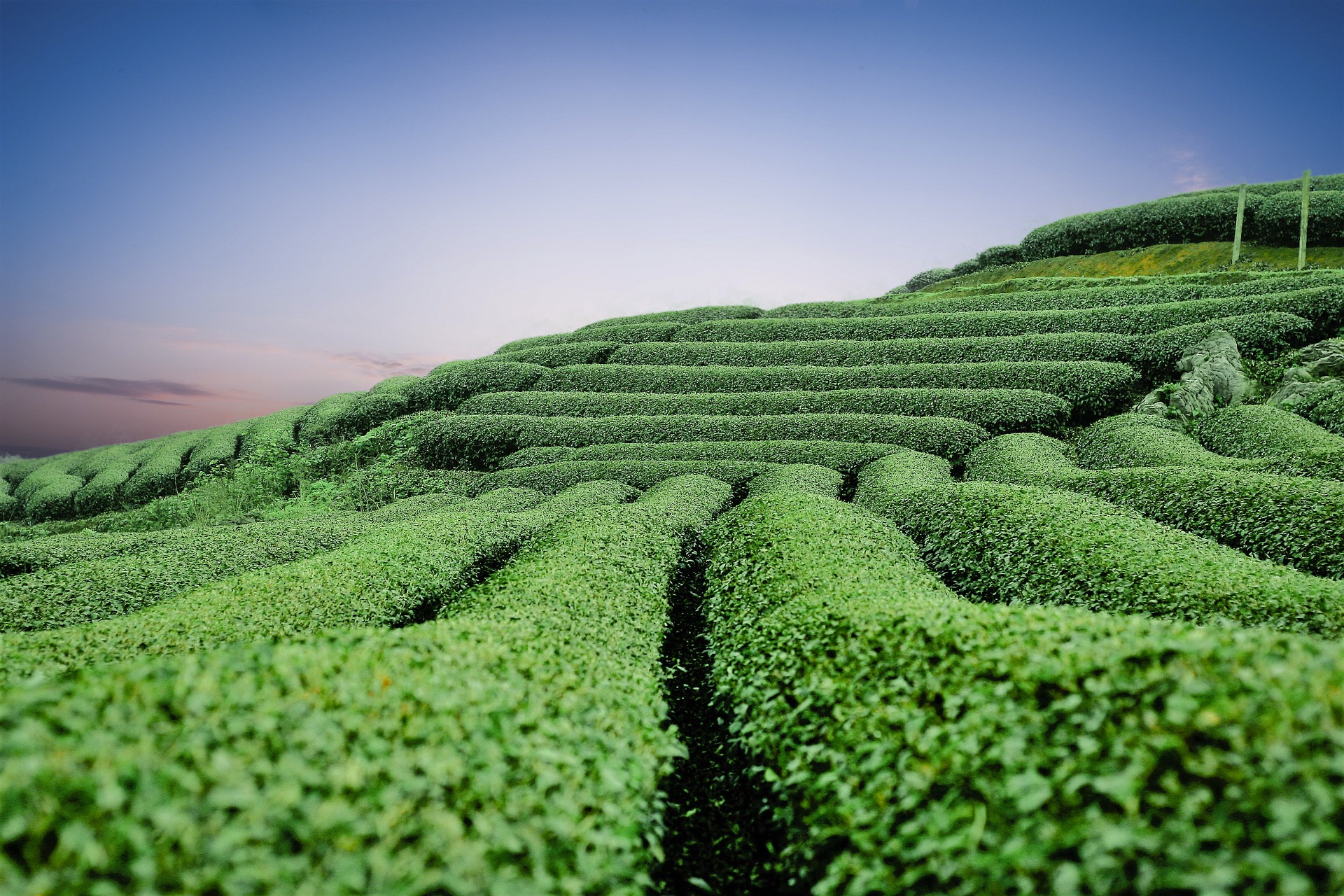 moc-chau-tea-hills-2094184_1920.jpg
